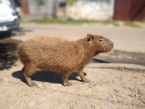 Rescataron a un carpincho de un basural y ahora es un miembro de su familia